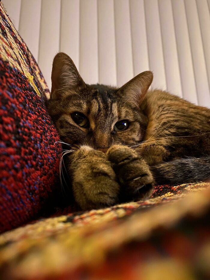 A Little Flash Of Mits While Staying Cozy