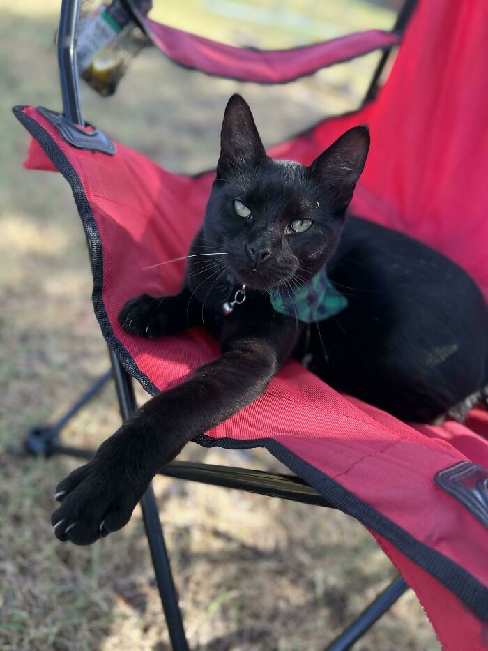 Basil Is So Ready To Supervise The Build Of The New Pig Shelter
