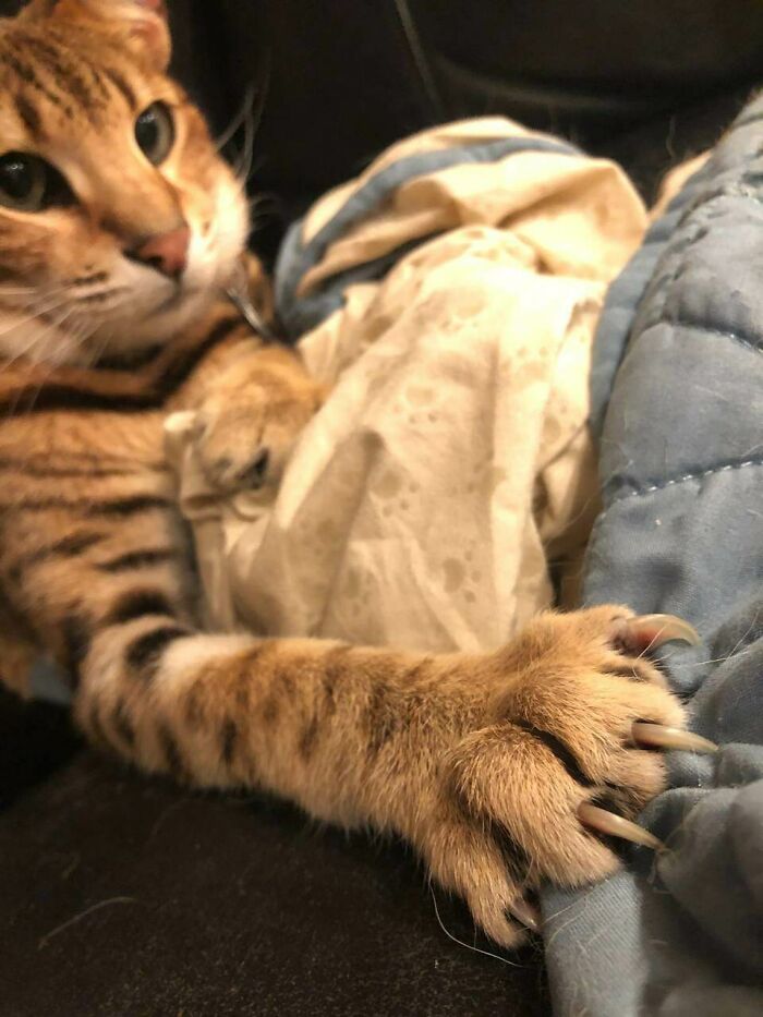 They Only Come Out When He's Been Hitting The Nip