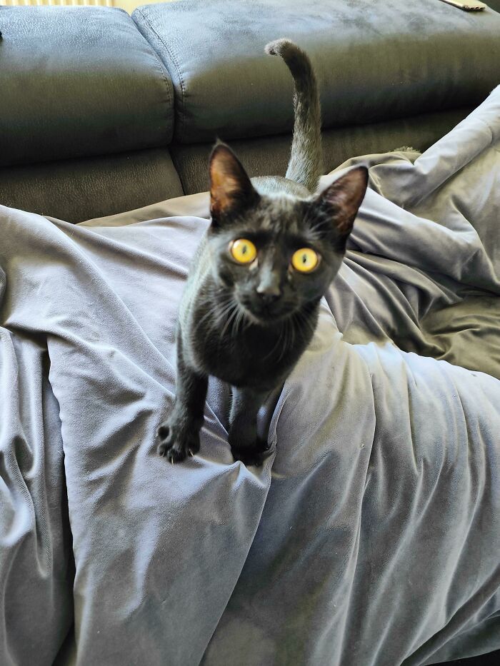 The Deadly Stare For Food