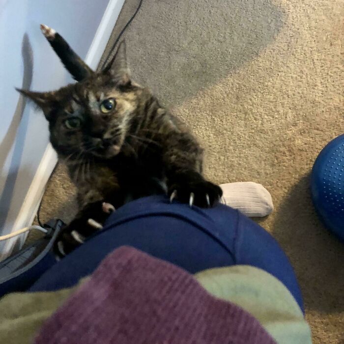 When I Don’t Convert My Standing Desk To A Sitting Desk (Cat Bed A La Lap) Fast Enough, The Threats Come Out