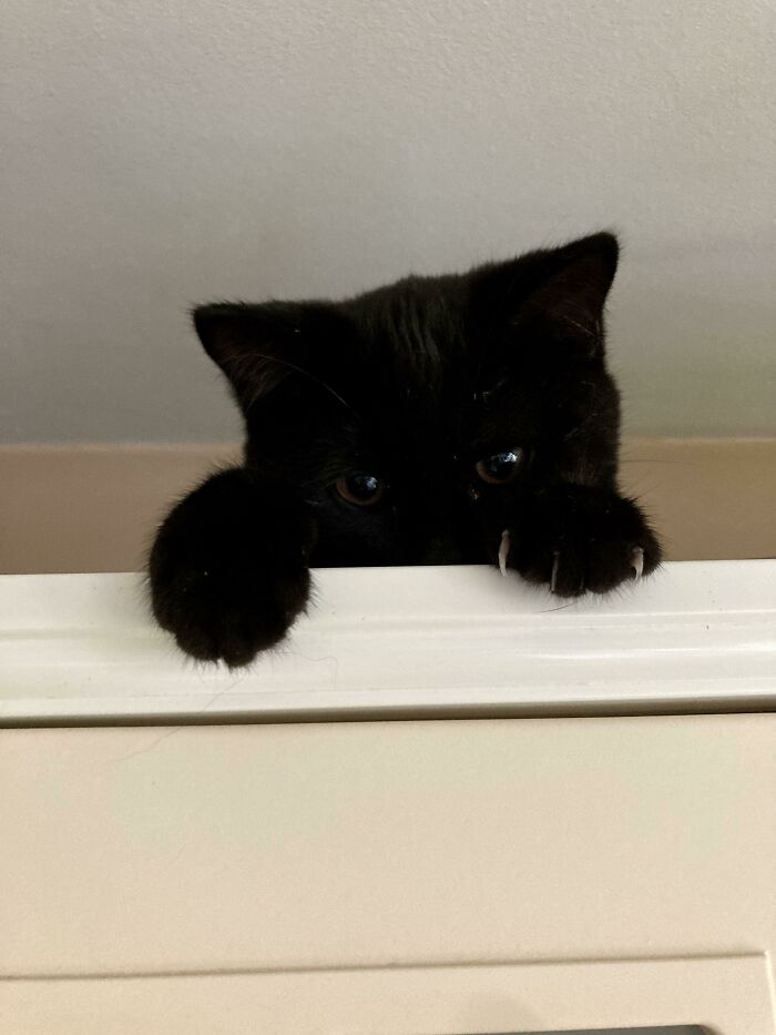 Murder Mitten On The Kitchen Cabinet. It’s His Safe Space, No One Is Welcome