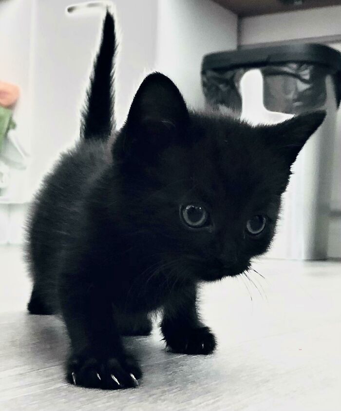 My Fierce Lil Voidlet!