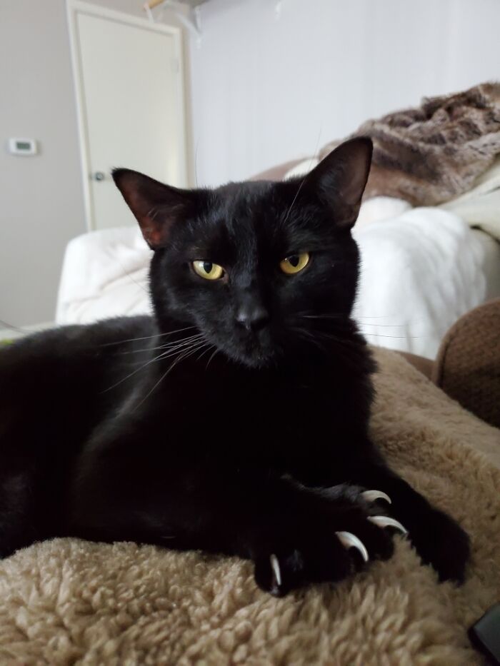 "Go Ahead... Poke Me Again, Human"