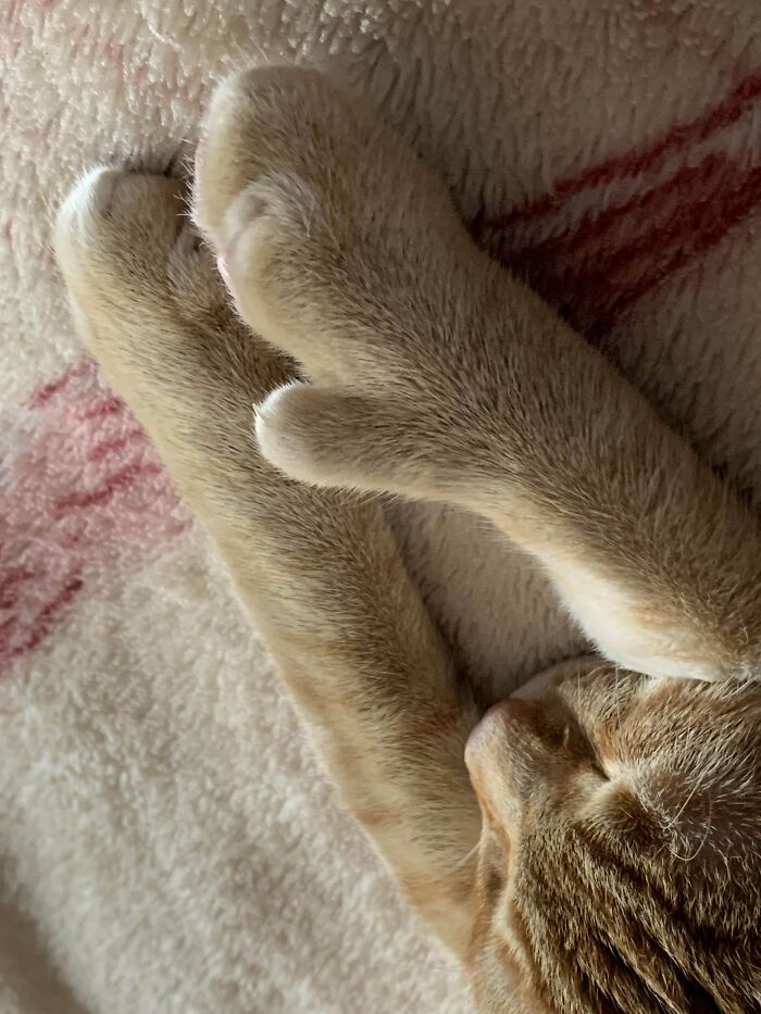 Little Claw; Big Thumb