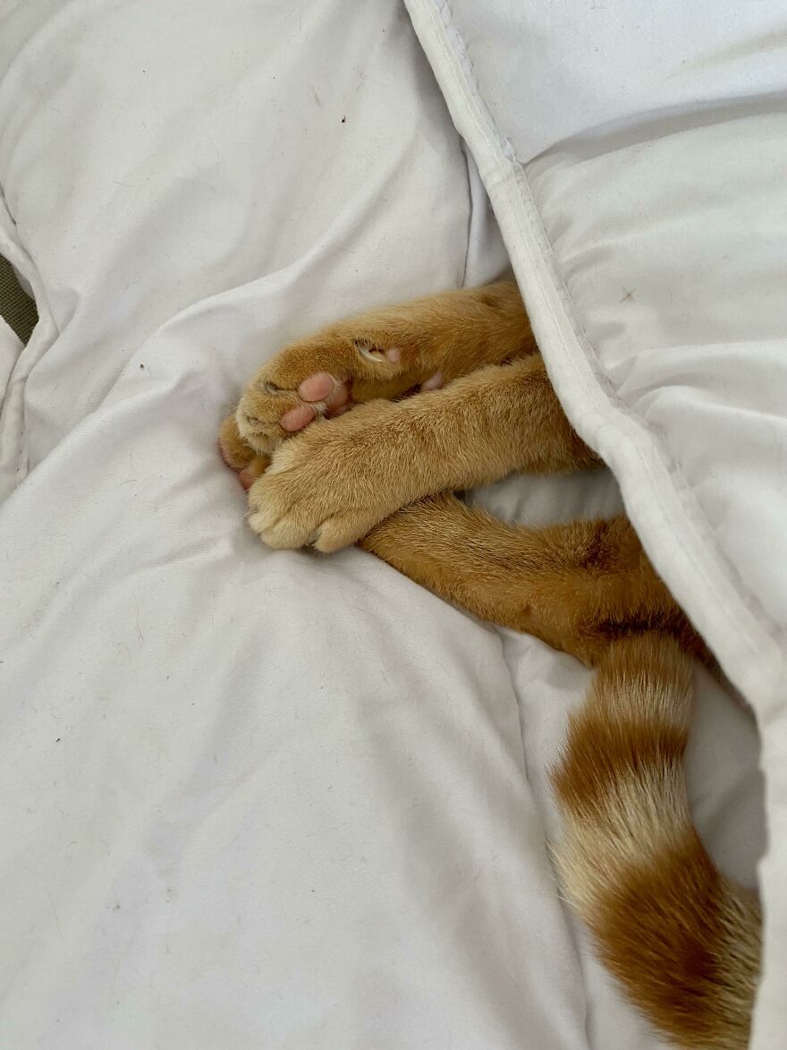 Today’s Special: Tucked In Toe Bean Salad With A Side Of Murder Mittens Today’s Special: Tucked In Toe Bean Salad With A Side Of Murder Mittens
