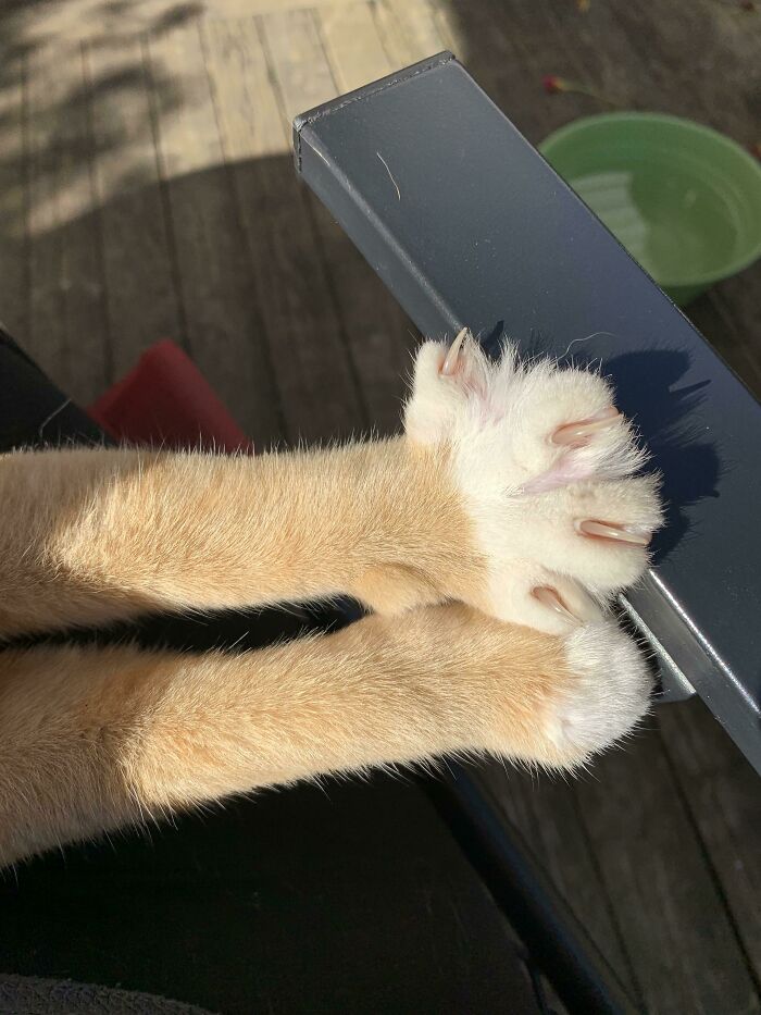 Mittens To Remind Me To Keep Petting Him