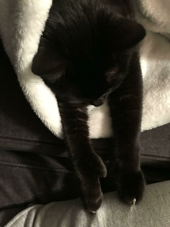 Just One Claw From Each Mitten