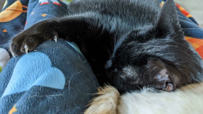 Remember: Just Because I'm Asleep Doesn't Mean Your Leg Is Safe