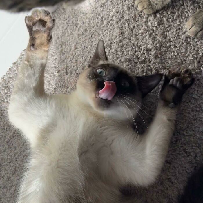 I Love This Goofball More Than Anything