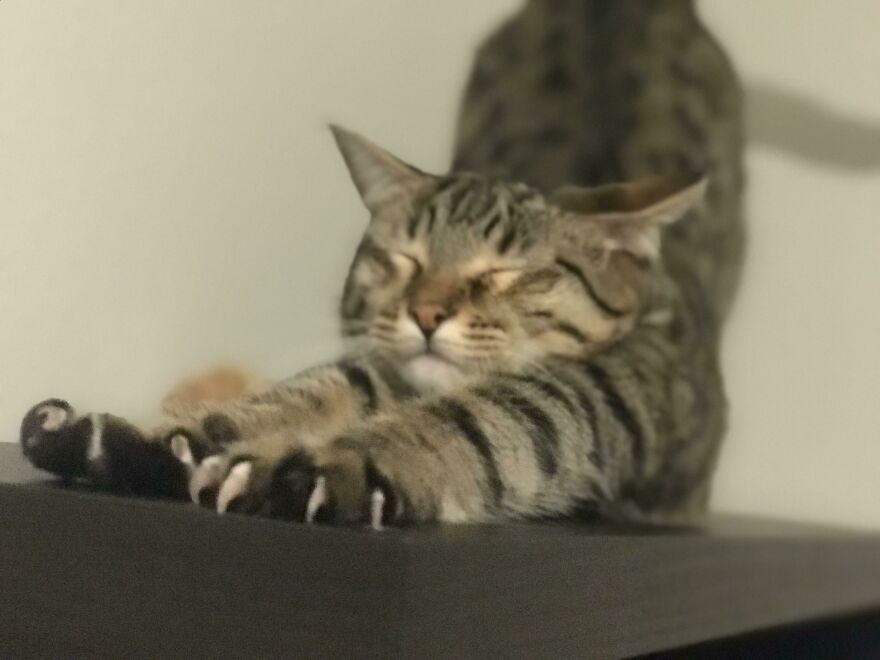 Big Stretch Murder Mittens Big Stretch Murder Mittens