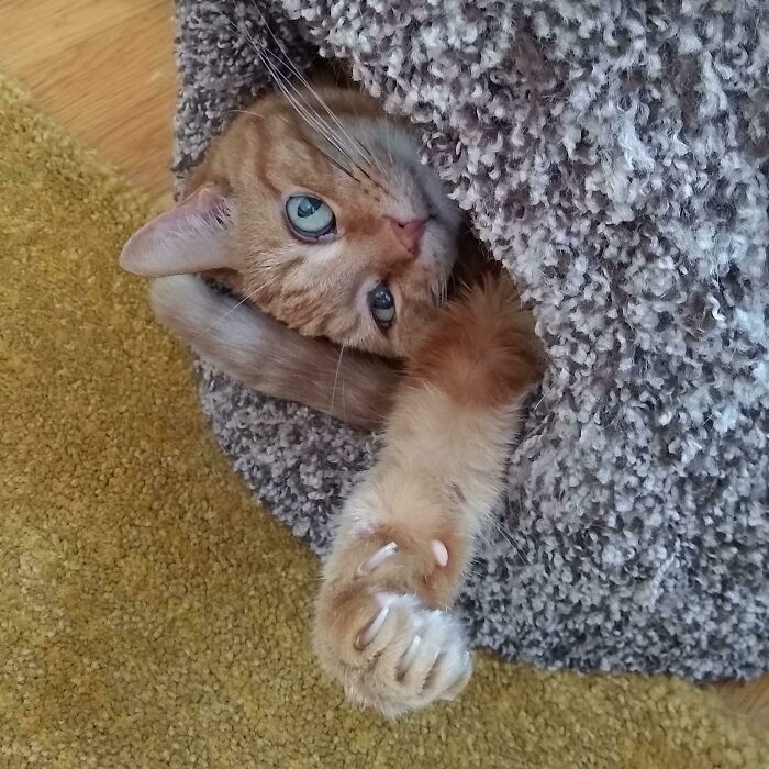 Orange Gollum Of The Carpet Cave Has Had Enough Of Your S**t