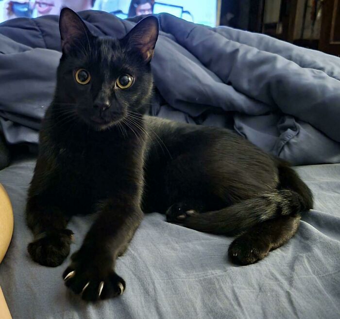 Bean Casually Showing His Claws