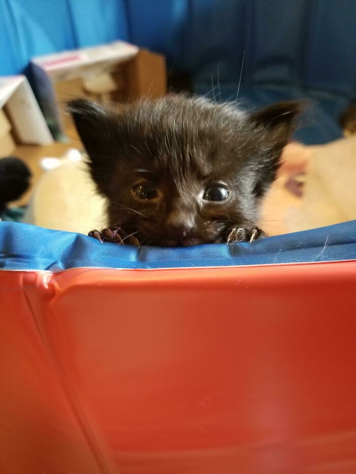 The Teeniest Of Murder Mittens Plotting His Escape Into The Big World