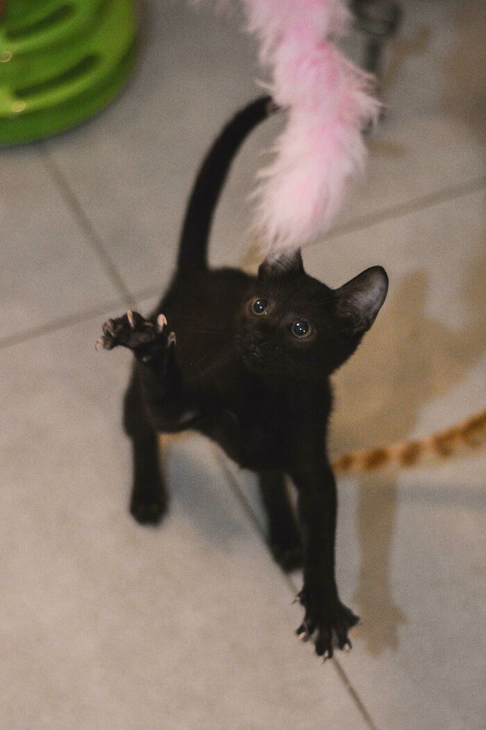 He Is Really Gentle. But My God, He Has Scary Murder Mittens