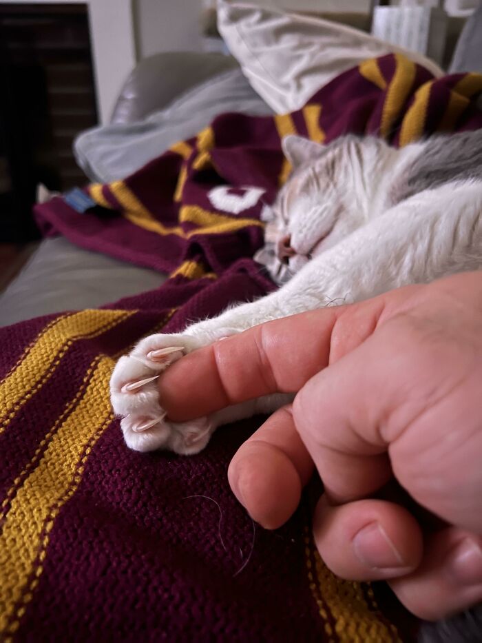 I Have Activated The Claw Trap