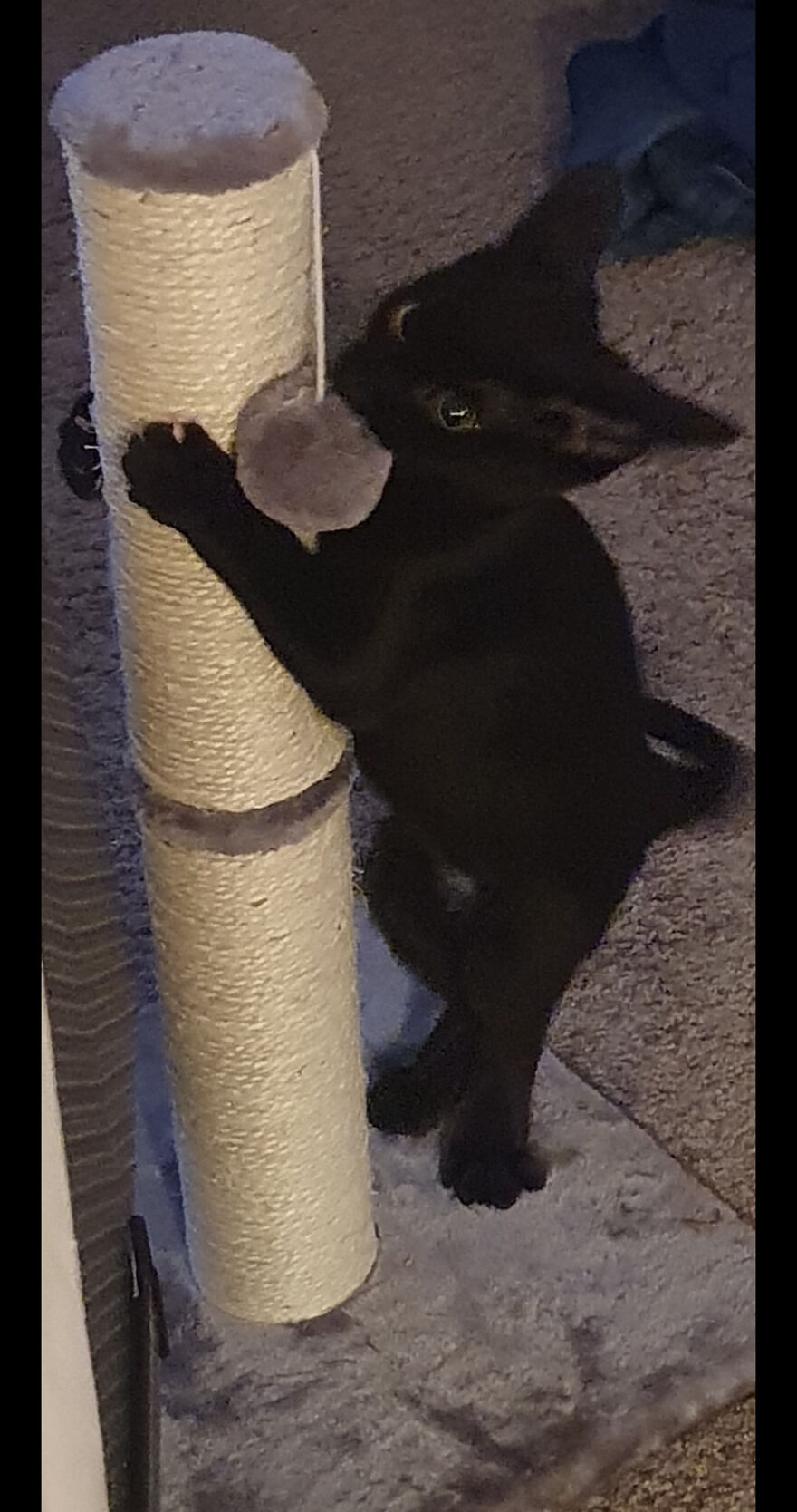 Ferocious Beast!