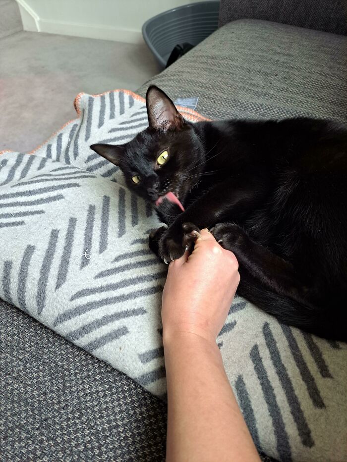 I Will Never Love Anything As Much As Vesemir Loves His Tail