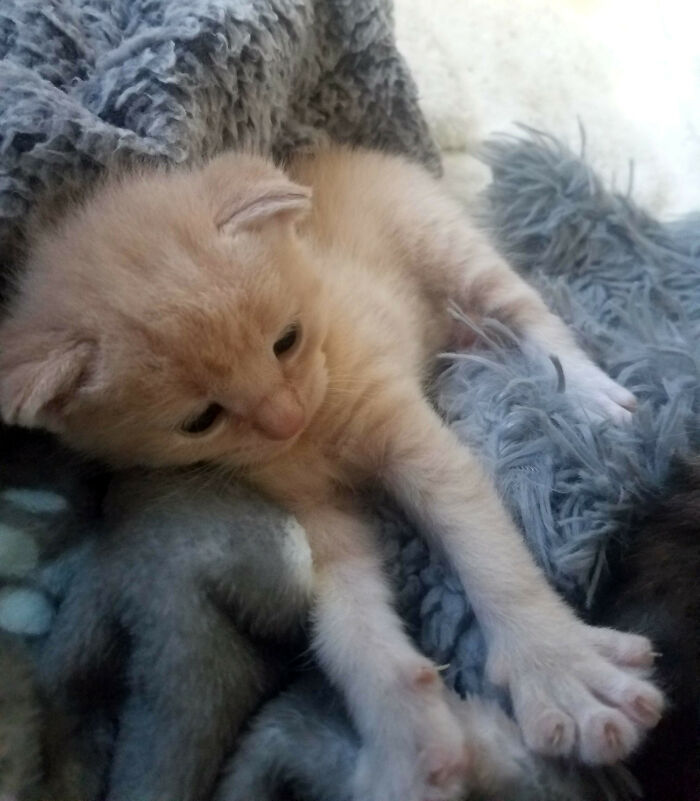 Small Boy, Big Mitts