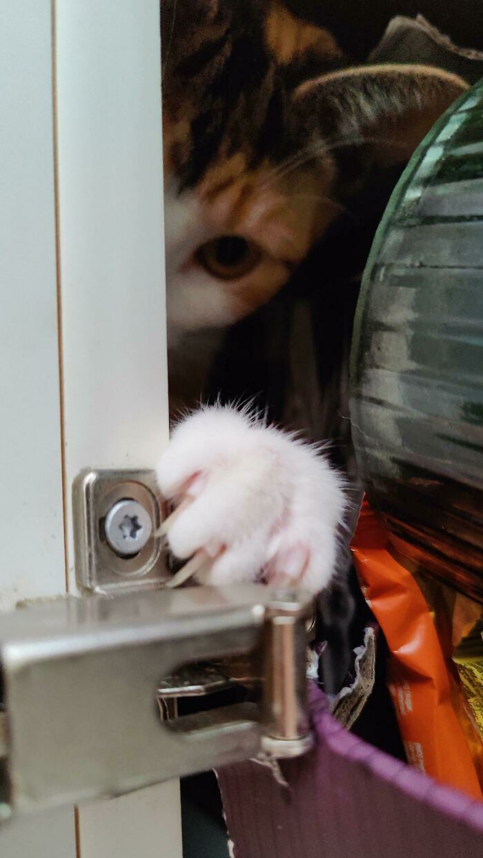 Murder Mitten In The Closet