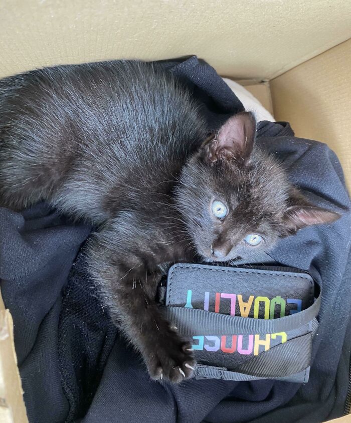 Met These Tiny Murder Mittens On The Bus Today