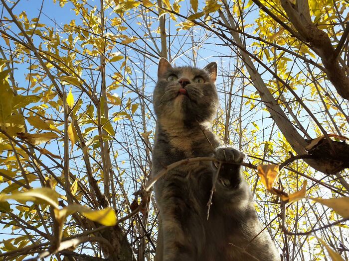 Murder Mittens With Bonus Blep
