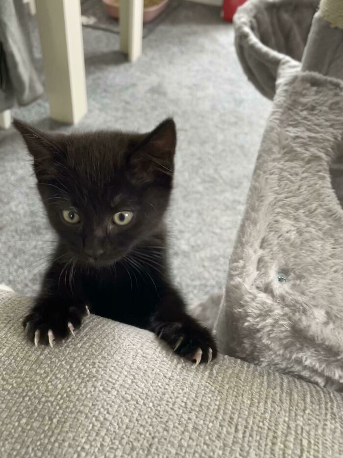 Our New Kitten, Stiorra