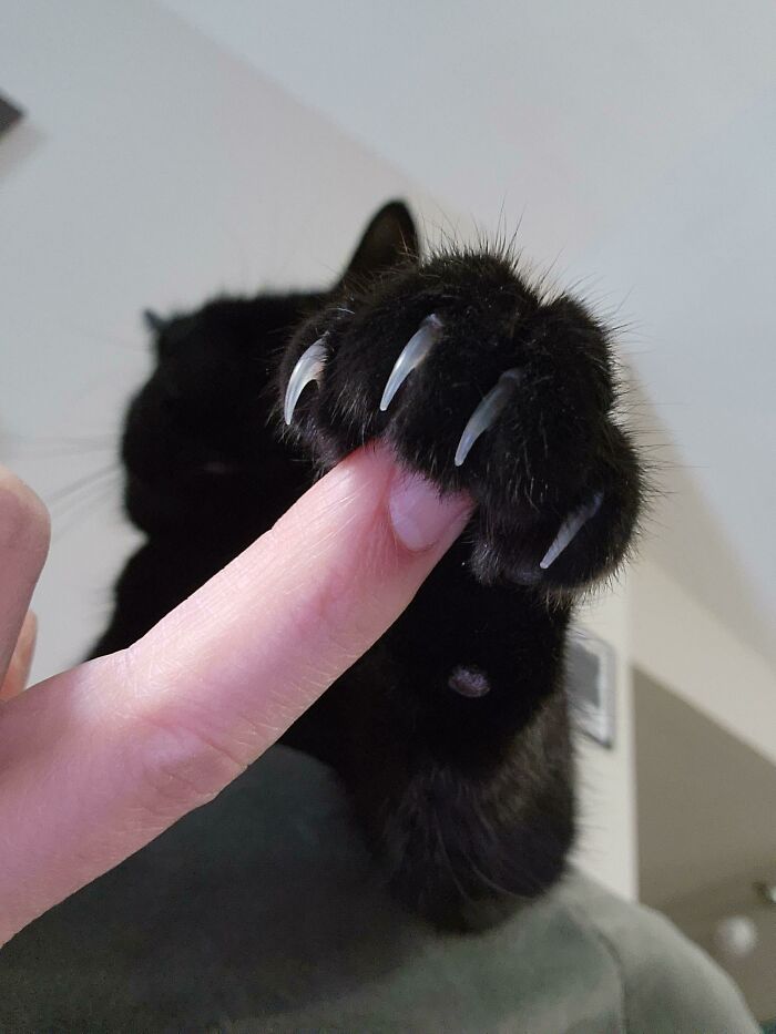 Sometimes Salem Likes To Hold My Finger Out Of Love. Most Times It's A Threat