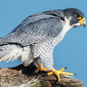 ricardodominique avatar