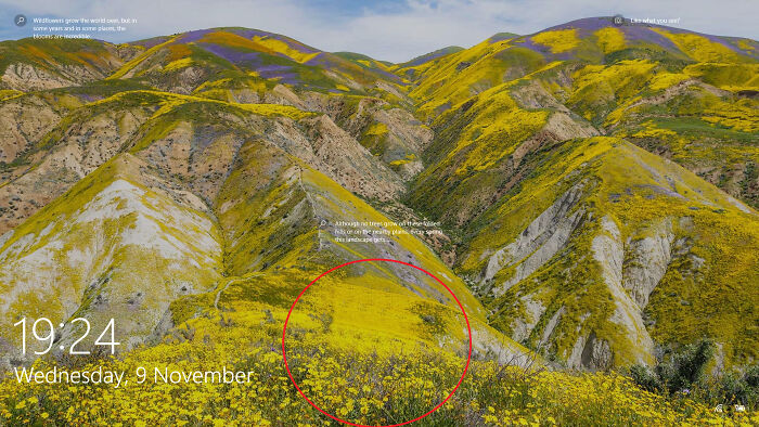 Ridiculously Repetitive Vegetation In Windows Lockscreen Photo