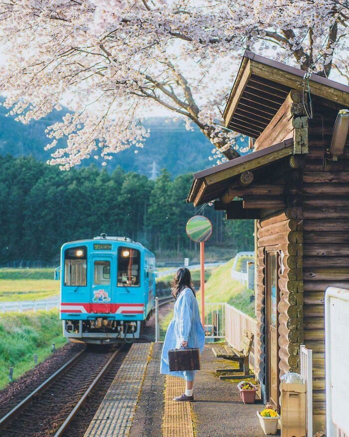 Woman with suitcase waiting at rural train station under cherry blossoms, showcasing unique Japan country life charm.