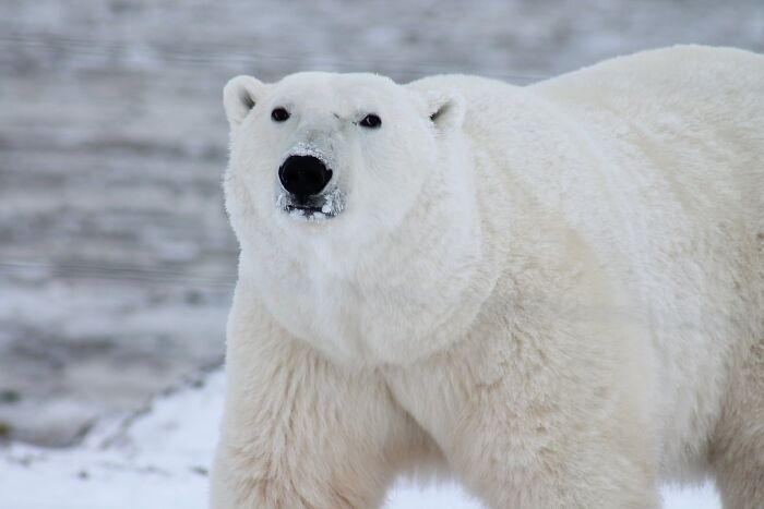 Close-up of a polar bear standing on snow near water, one of the toughest animals in the world in its natural habitat.
