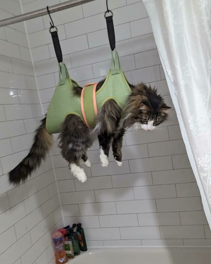 Achilles Accepting He Can't Escape The Hammock