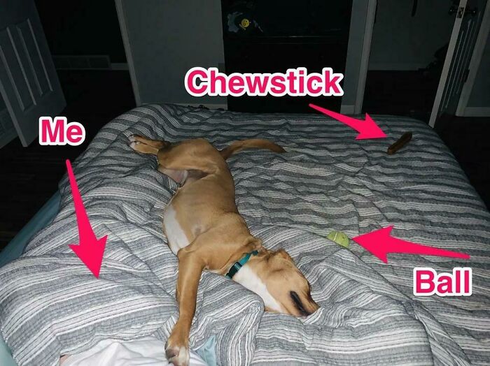 I Sleep On The Edge Of A Queen Bed Because Of Dog