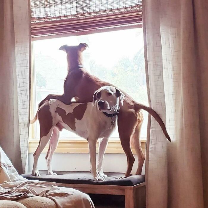 A Rare Look At A Dog Thinking "This Is My Life Now"