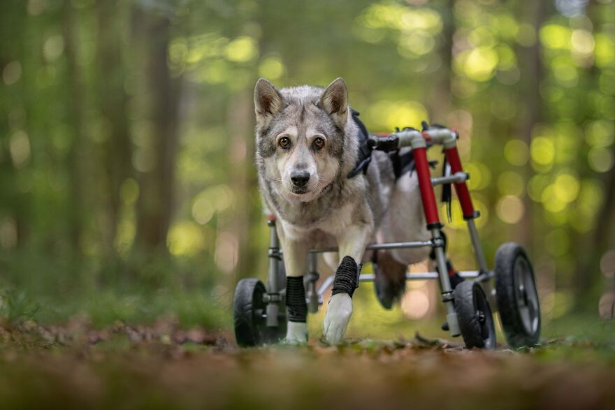 Silver 2022 Nature / Pets, "Never Give Up!"