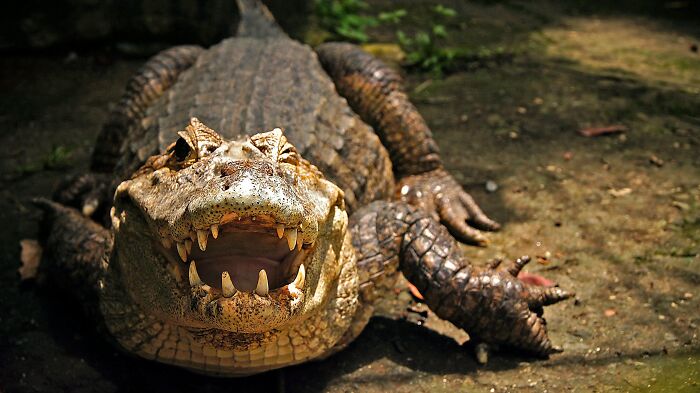 Close-up of a fierce crocodile with sharp teeth lying on the ground, one of the toughest animals in the world.