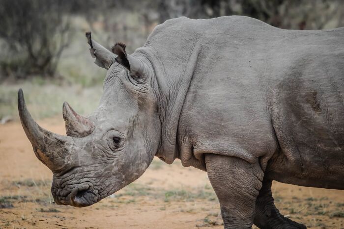 Close-up of a rhinoceros standing in dry terrain, showcasing one of the toughest animals in the world.