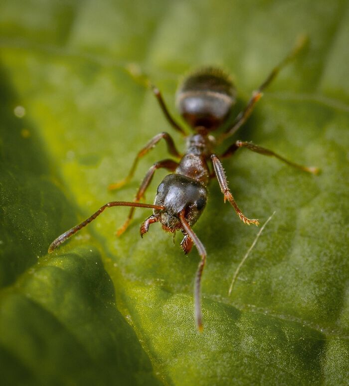 Close-up of a tough ant navigating a green leaf, showcasing one of the toughest animals in the world in nature.