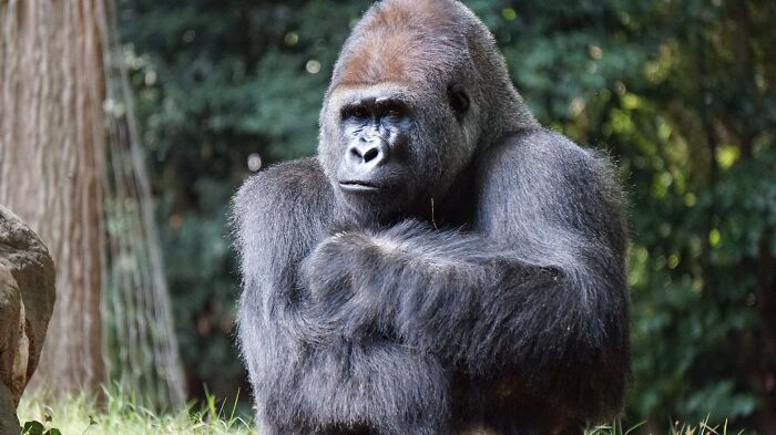 Adult gorilla sitting with arms crossed in a forested area, showcasing one of the toughest animals in the world.