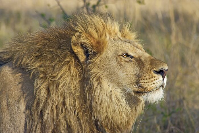 Close-up of a lion in natural habitat showcasing one of the toughest animals in the world with a majestic mane and intense gaze.