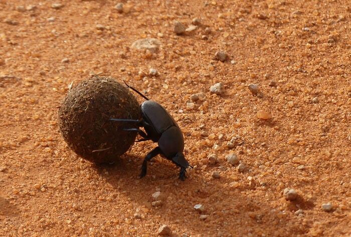 Dung beetle rolling a ball of dung on dry soil, demonstrating the toughness of animals in harsh environments.