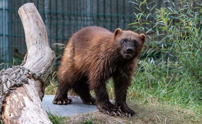 Young wolverine standing near a log in a natural habitat, showcasing one of the toughest animals in the world.