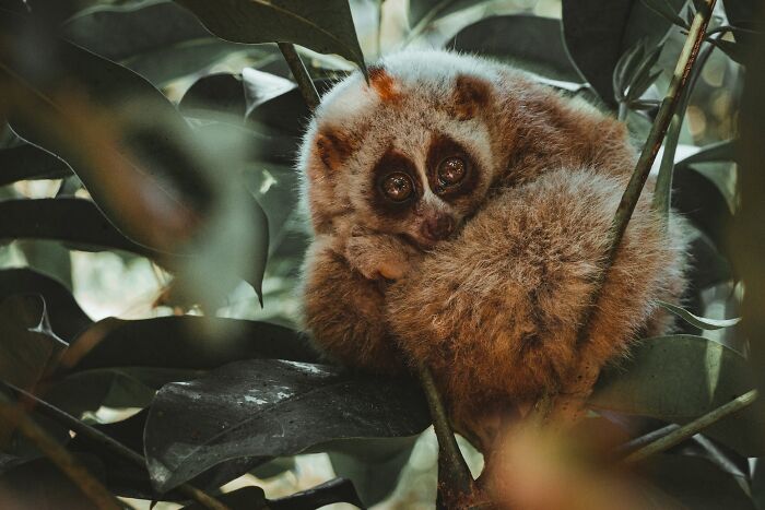Small nocturnal primate with large eyes resting on a branch showcasing one of the toughest animals in the world.
