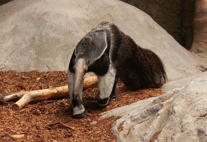 Anteater walking on wood chips near rocks, representing one of the toughest animals in the world.