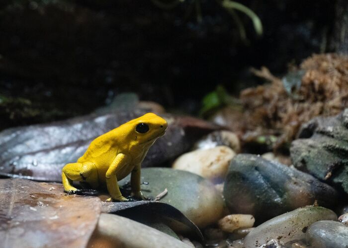 Yellow poison dart frog perched on rocks in a natural setting, one of the toughest animals in the world.