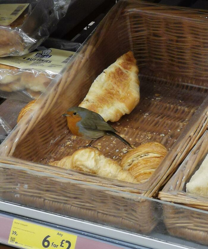 Just Living His Best Life Eating Croissant In Morrisons