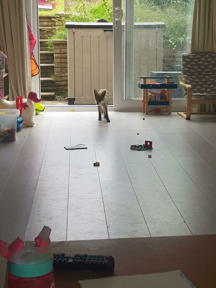 I Don't Even Own A Fox