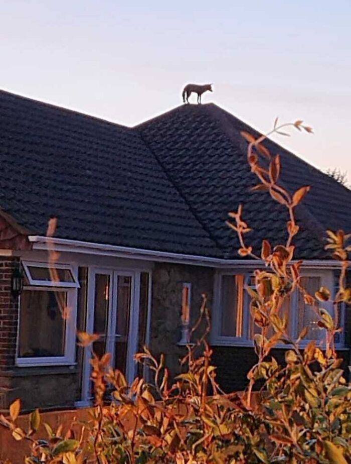 My Dad Just Sent Me This From His Dog Walk. Seems Foxes Are Getting Bolder