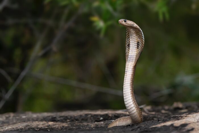 Cobra snake rising with hood expanded in natural habitat showcasing one of the toughest animals in the world.